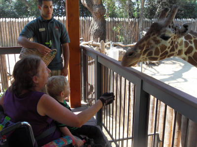 feeding the giraffes at the zoo